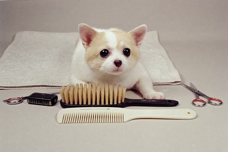 Clean grooming tools laid out ready for an appointment