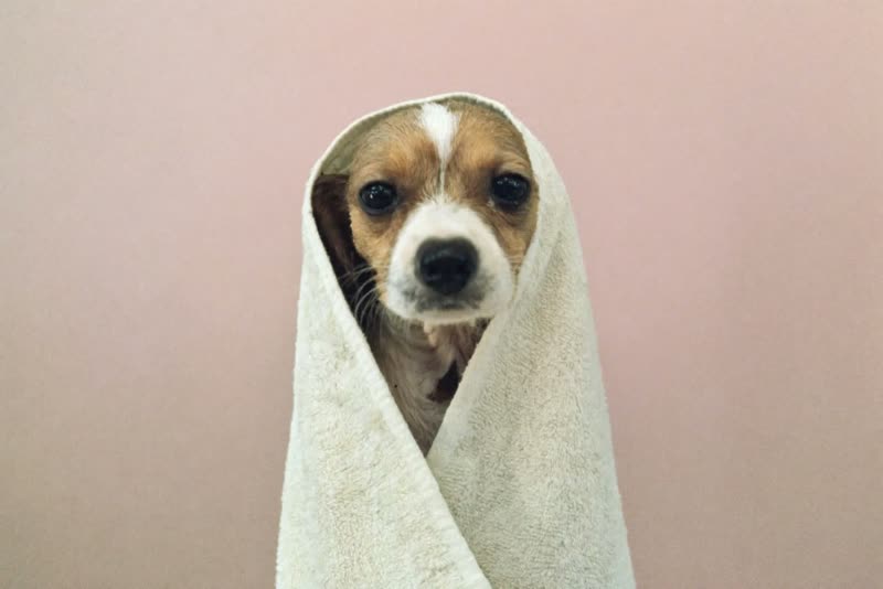 A puppy wrapped in a towel after its bath