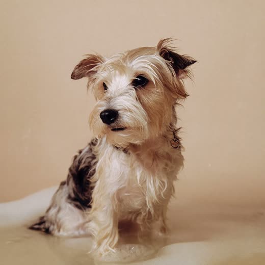 A small dog being bathed and lathered during a grooming wash