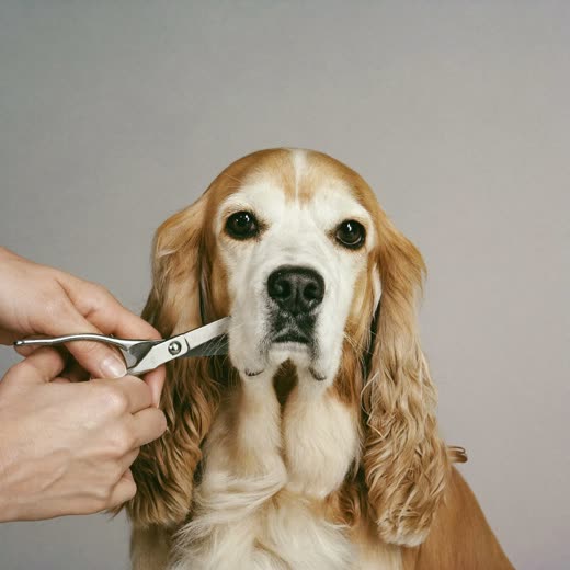 A dog's coat being trimmed with grooming scissors
