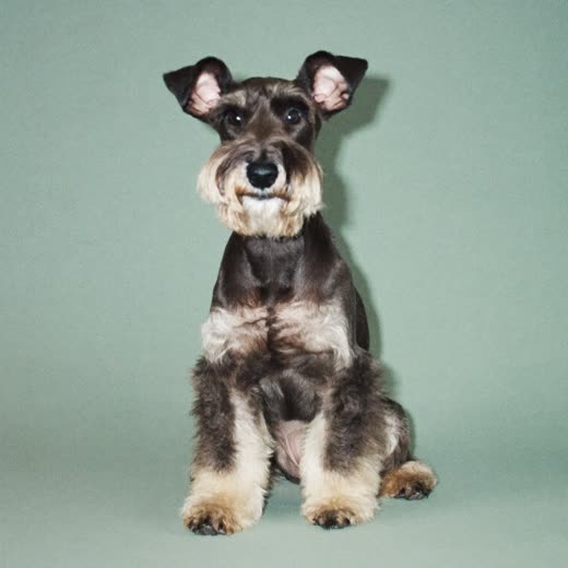 A neatly clipped schnauzer after a full groom