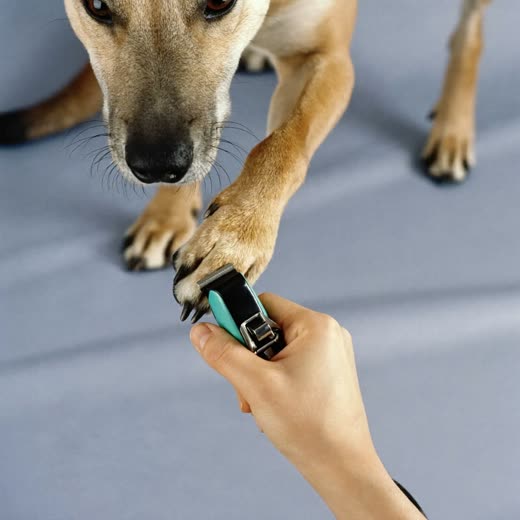 A dog's nails being clipped during a grooming appointment